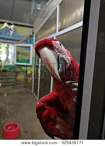Green Winged Macaw Portrait At The Zoo (ara Chloroptera)
