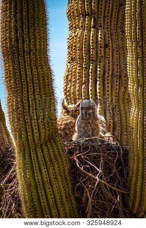 A Great Horned Owl And Her Baby Living In A Nest In A Cactus In The Desert Of Arizona.