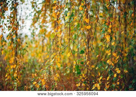 Autumn Leaves Of Birch Tree Close-up. Fall Natural Background Of Yellow Orange Green Foliage. Scenic