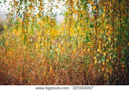 Autumn Leaves Of Birch Tree Close-up. Fall Natural Background Of Yellow Orange Green Foliage. Scenic