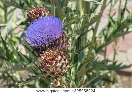 Blooming Artischoke With Purple Flowers At Summertime.