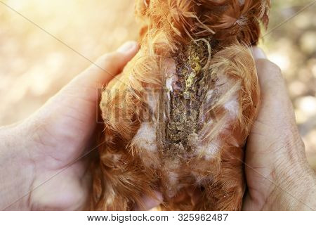 Inflamed Chicken Butt, Chicken Infected With Bacteria, Fecal Disease Chicken