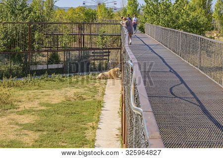 Belogorsk, Crimea, Russia-september 16, 2019: Taigan Safari Park. Lions In The Enclosure.