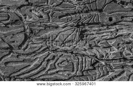 Tree Destruction By Insect Bark Bootle Woodworm. Tree Wood Eroded In Wormholes Suffers From Bark Bee