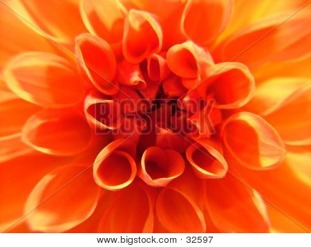 Close Up di una dalia