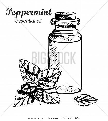 Mint Essential Oil Bottle. Fragrant Herbs. Great For Label, Packaging.