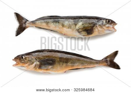 Freshly caught sea fish Arabesque greenling bass , 34 cm long. Commercial fish is found in the seas of the Far East. Isolation on a white background.