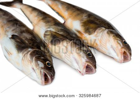 Freshly caught sea fish Arabesque greenling bass, Commercial fish is found in the seas of the Far East. Isolation on a white background.