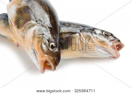 Freshly caught sea fish Arabesque greenling bass, Commercial fish is found in the seas of the Far East. Isolation on a white background.
