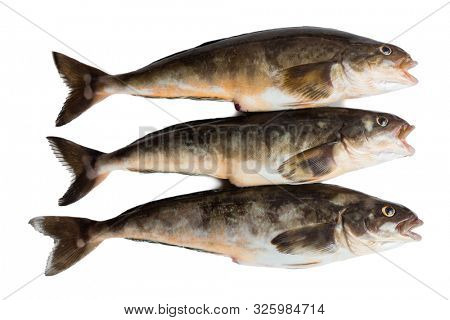 Freshly caught sea fish Arabesque greenling bass , 34 cm long. Commercial fish is found in the seas of the Far East. Isolation on a white background.