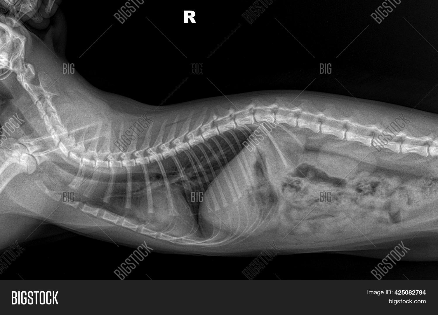 Xray Cats Chest On Image & Photo (Free Trial) Bigstock