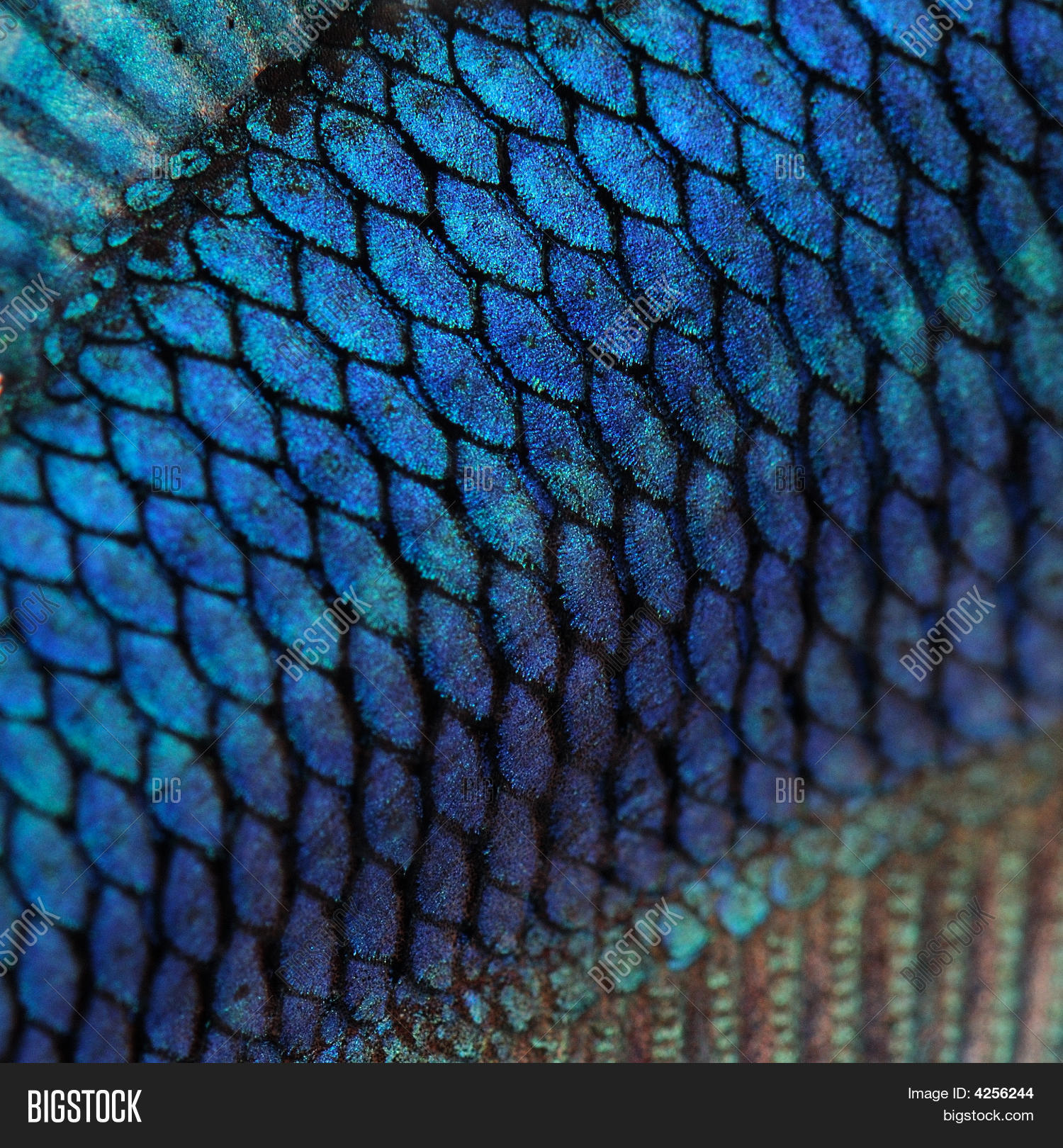 Close- On Fish Skin - Image & Photo (Free Trial) | Bigstock