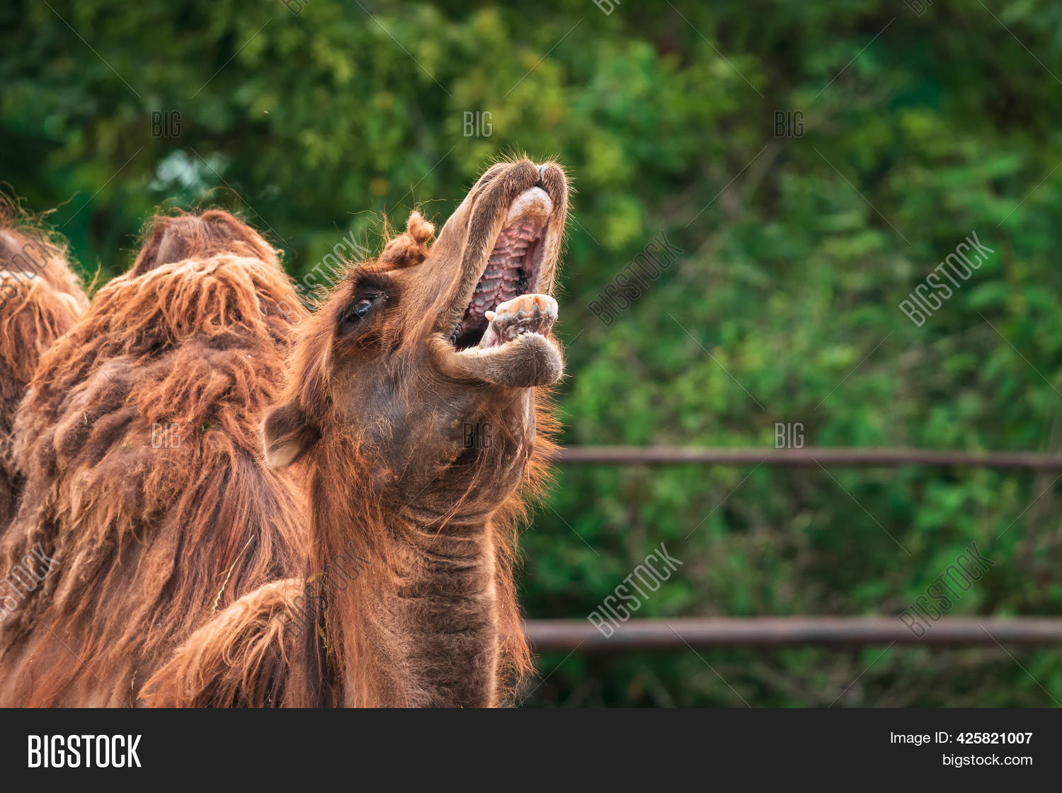 Camel Open Mouth. Image & Photo (Free Trial) | Bigstock