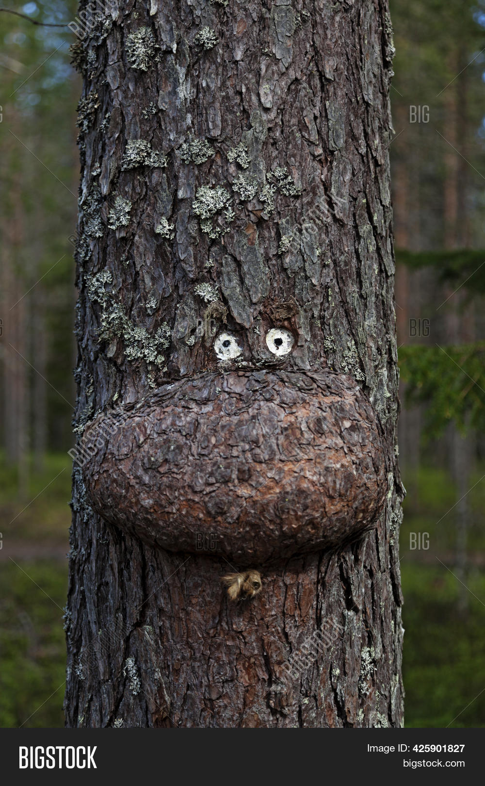 Tree Deformity That Image & Photo (Free Trial) Bigstock