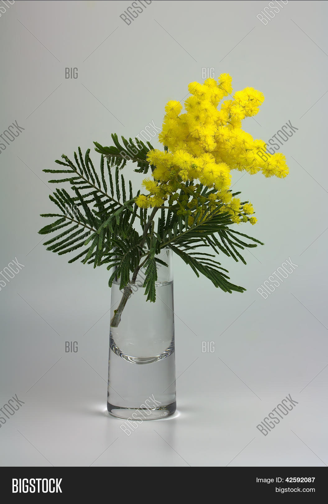 мимоза в упаковке. коробки с мимозой. букет пушистой мимозы. мимоза дмт. мимоза.