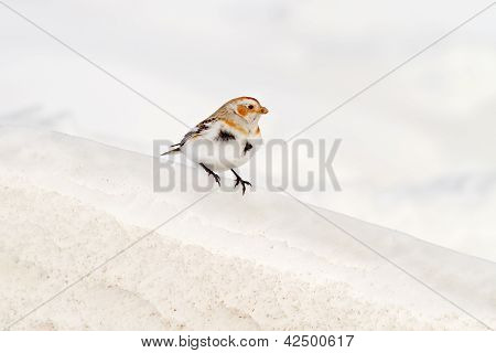 ユキホオジロ雪のバンド