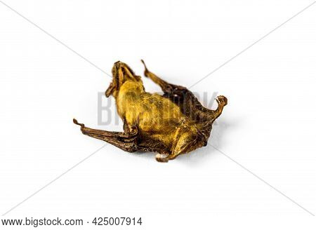 Baby Bat Dried Isolated On A White Background
