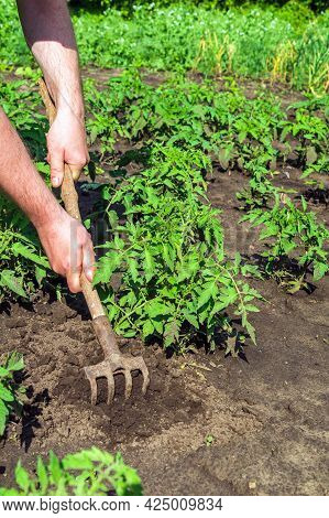 The Farmer Rakes The Soil Around The Young Tomato. Close-up Of The Hands Of An Agronomist While Tend