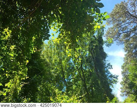 Sunlight Dancing Upon The Tree Leaves In Late Aftrenoon.