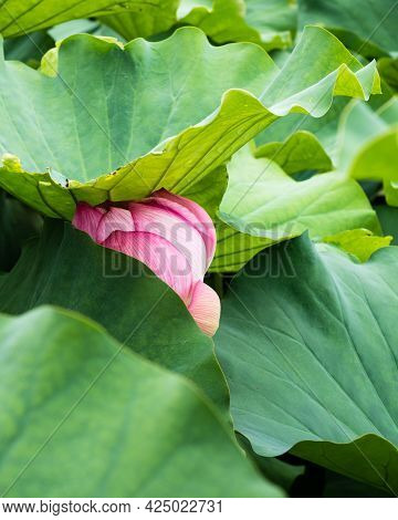 Lotus Flowers Blooming In Shinobazu Pond In Ueno Park -tokyo, Japan