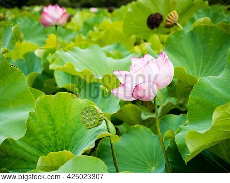 Lotus Flowers Blooming In Shinobazu Pond In Ueno Park -tokyo, Japan