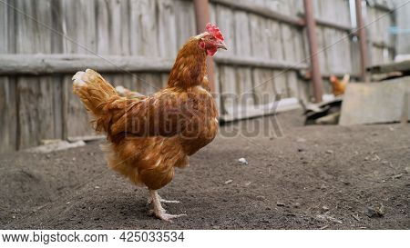 Raising Birds For Food. A Chicken In The Farm Yard Walks Around The Yard. A Brown Hen Walks Around T