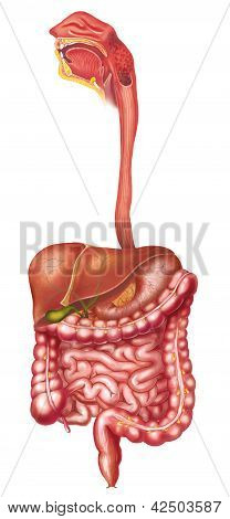 Digestive System