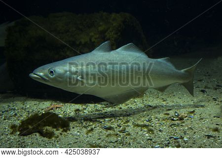 The Saithe (pollachius Virens) Swims In Aquarium.