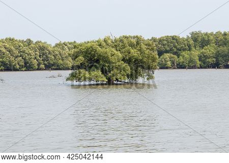 Forest Trees And Natural Wetlands By The Sea In Thailand.