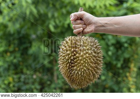 Durian Is A Fruit Called The King Of Tropical Fruits. When Cooked, The Pulp Is Yellow And Has A Stro