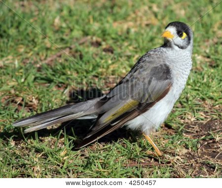 Australische gemeenschappelijke Myna