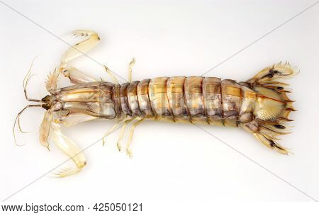 Top View Of A Mantis Shrimp Or Stomatopods, A Carnivorous Marine Crustacean Also Called 