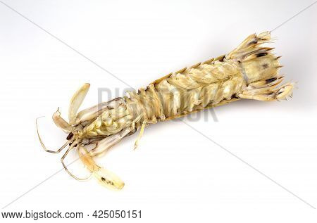 Bottom View Of A Mantis Shrimp Or Stomatopods, A Carnivorous Marine Crustacean Also Called 