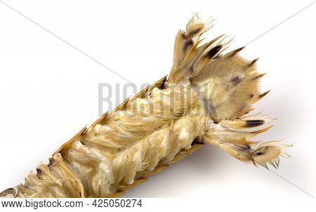 Tail Bottom View Of A Mantis Shrimp Or Stomatopods, A Carnivorous Marine Crustacean Also Called 