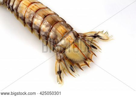 Tail Top View Of A Mantis Shrimp Or Stomatopods, A Carnivorous Marine Crustacean Also Called 