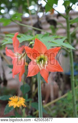 Orange Barbados Lily In The Garden - Hippeastrum Striatum