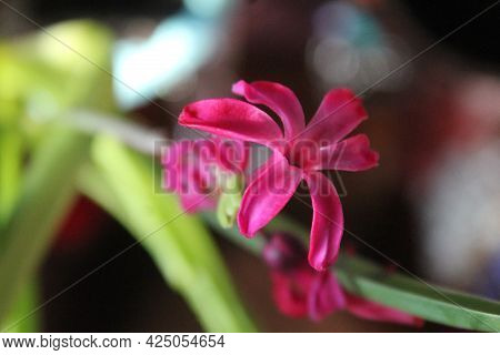 Tender Full Open Pink Flower Of Hyacinth