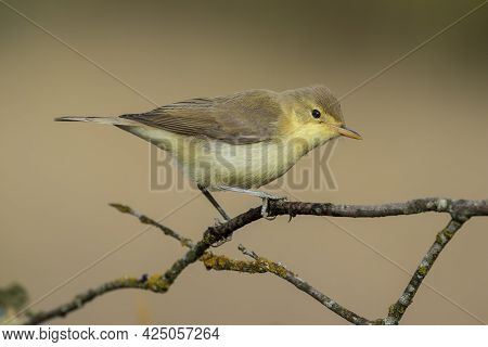 A Beautiful Shot Of A Western Bonelli's Warbler Bird (phylloscopus Bonelli) Perched On A Branch