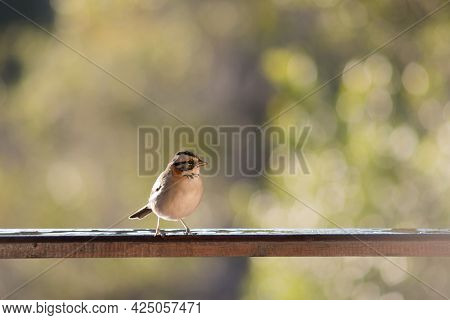 A Closeup Of A Rufous-collared Sparrow Standing On A Wooden Fence In A Field Under The Sunlight At D