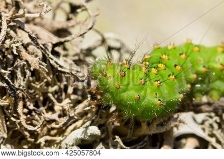 A Macro Closeup Shot Of The Caterpillar Of Saturnia Pavonia Also Known As The Emperor Moth On A Twig