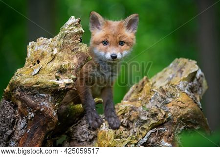 Red Fox, Vulpes Vulpes, Small Young Cub In Forest. Cute Little Wild Predators In Natural Environment