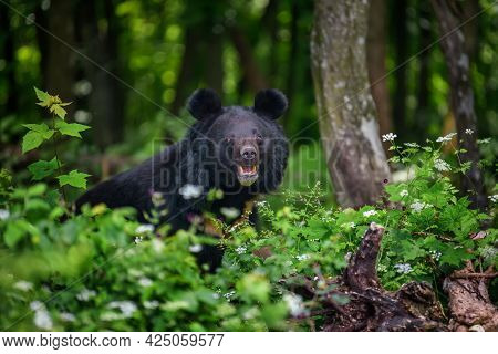 Asiatic Black Bear (ursus Thibetanus) In Summer Forest. Wildlife Scene From Nature