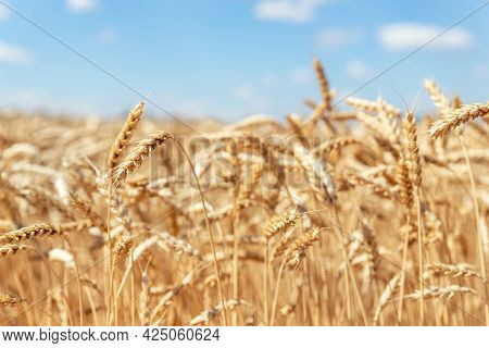Scenic Landscape Of Ripe Golden Organic Wheat Stalk Field Against Blue Sky On Bright Sunny Summer Da