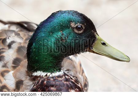 Colourful Mallard Or Wild Duck (anas Platyrhynchos) Against High Key Background. Selective Soft Focu