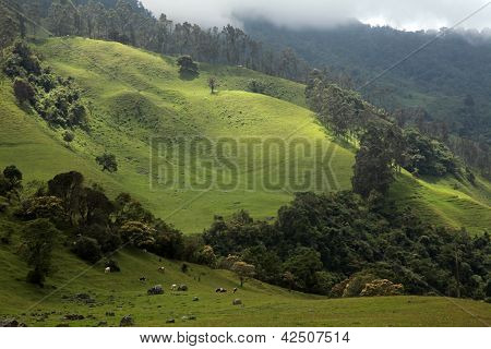 Salento, Valley Cocora, Kolumbia