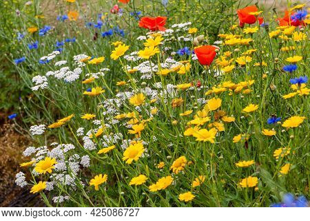 Beautiful Field Flowers Such As The Poppy, Corn Marigold And Cornflowers Mixed Together, Province Of