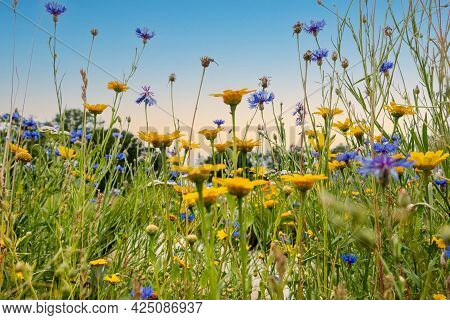 Beautiful Field Flowers Such As The Poppy, Corn Marigold And Cornflowers Mixed Together, Province Of