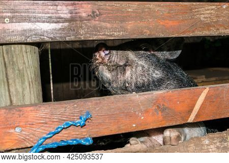 Minipig In A Old Hog House Dark And Dirty