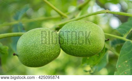 Green Young Walnuts On The Tree. The Walnut Tree Grows Waiting To Be Harvested. Walnut Tree Close Up