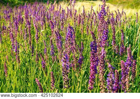 Salvia Officinalis Flowers. Natural Background Of Flowering Herbs. Meadow Clary. Purple Flowers On W